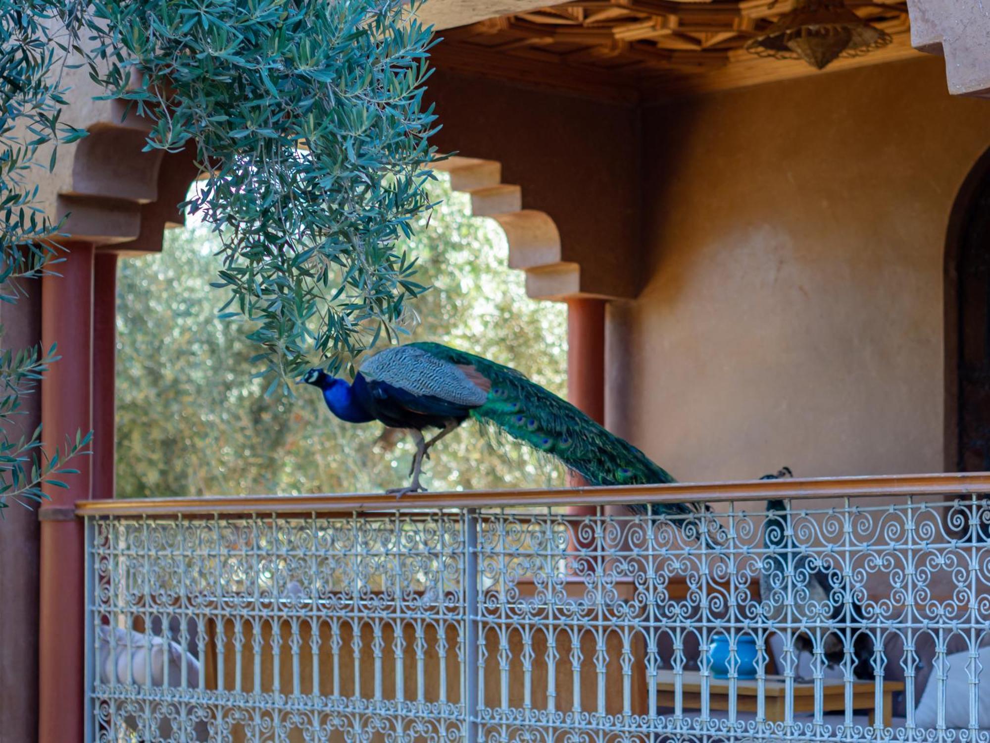 Ferme Sidi Safou & Spa Marakéš Exteriér fotografie