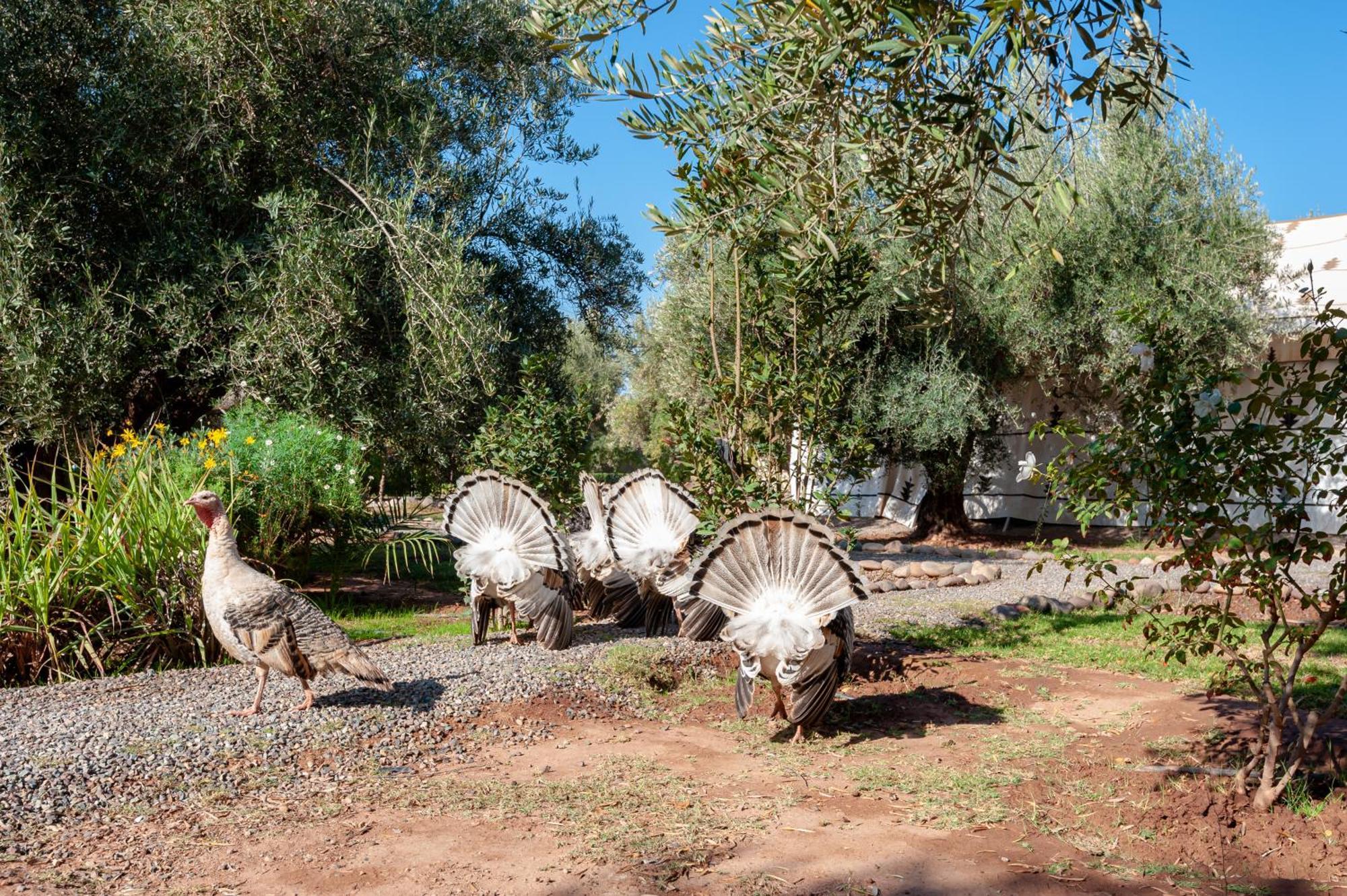 Ferme Sidi Safou & Spa Marakéš Exteriér fotografie