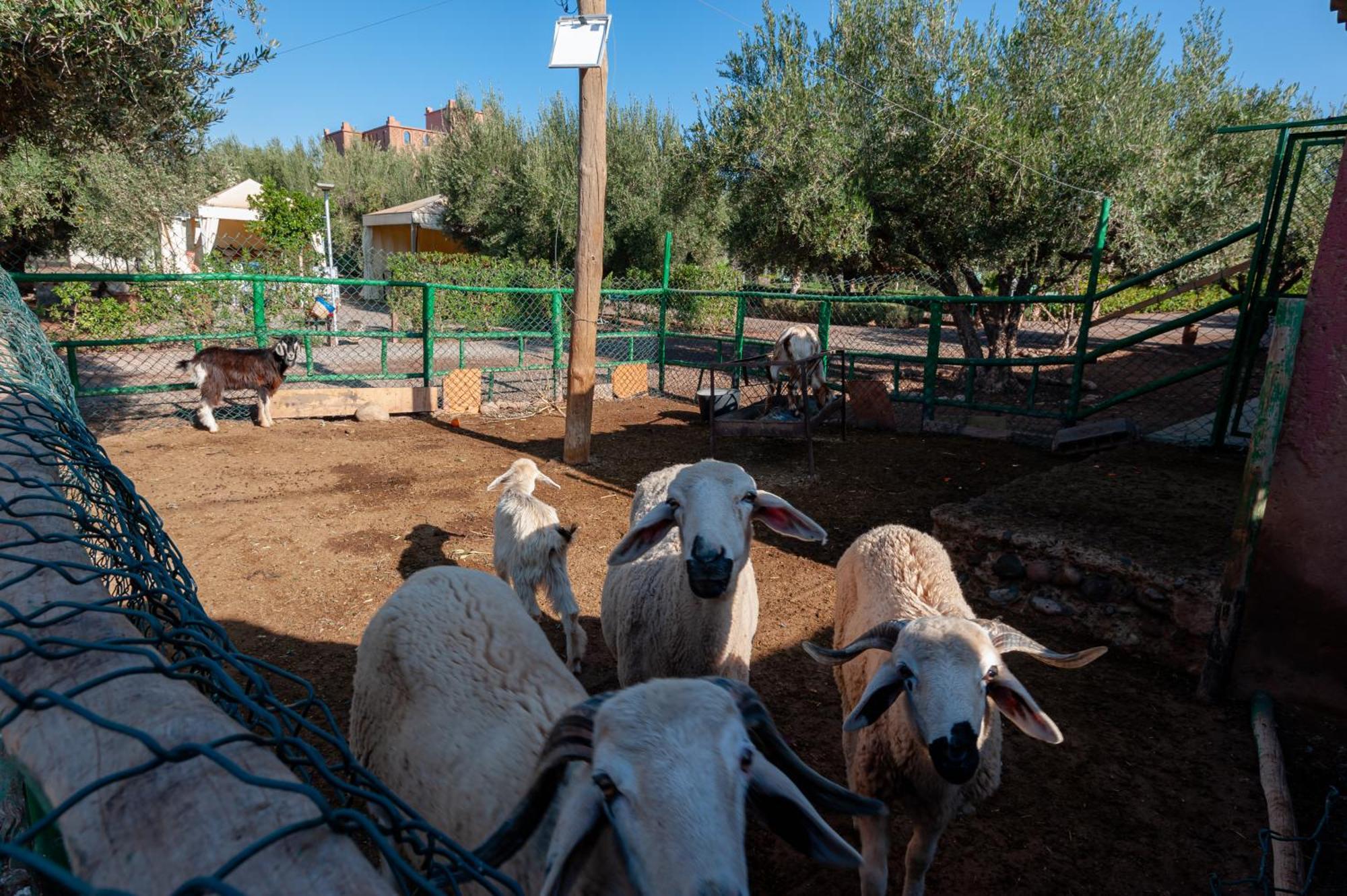 Ferme Sidi Safou & Spa Marakéš Exteriér fotografie