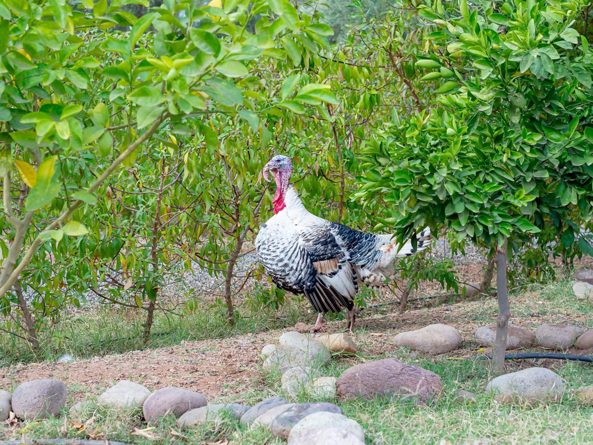 Ferme Sidi Safou & Spa Marakéš Exteriér fotografie